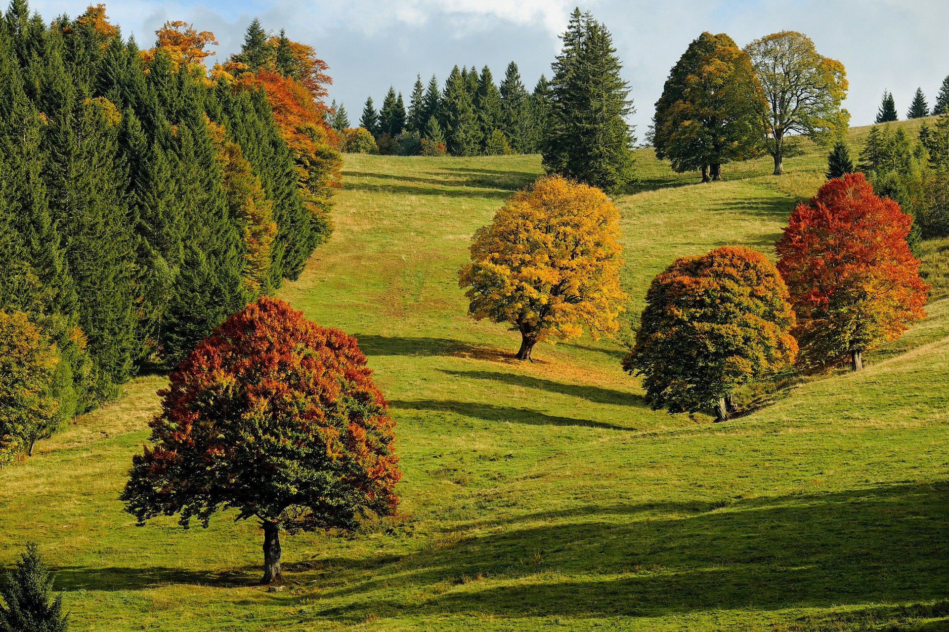 the-difference-between-shrub-and-tree-my-blog